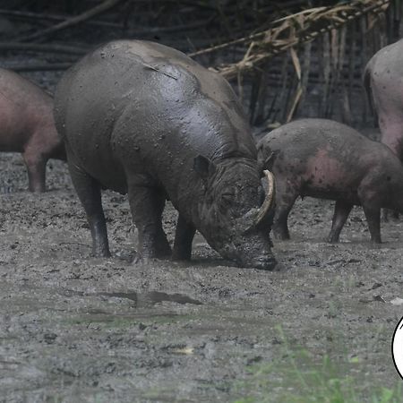 Tangkoko Lodge Bitung Εξωτερικό φωτογραφία