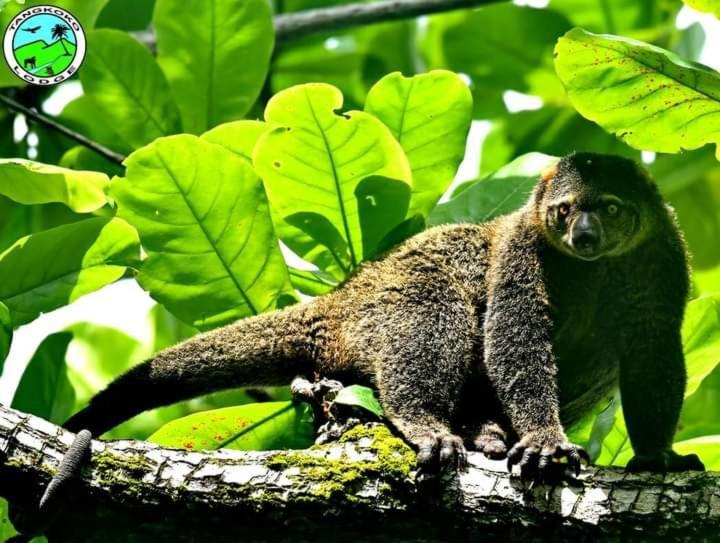 Tangkoko Lodge Bitung Εξωτερικό φωτογραφία