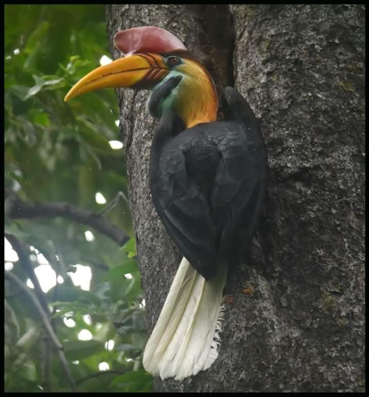 Tangkoko Lodge Bitung Εξωτερικό φωτογραφία